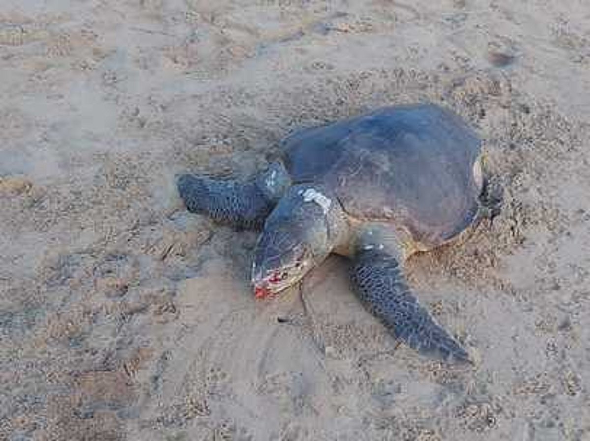 மரக்காணம் கடலோர கிராமங்களில் இறந்த நிலையில் கரை ஒதுங்கும் ஆலிவ் ரிட்லி ஆமைகள்