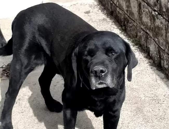 ரூ.1,550-க்கு விற்கப்பட்ட தலாய் லாமாவின் பாதுகாப்பு நாய்!