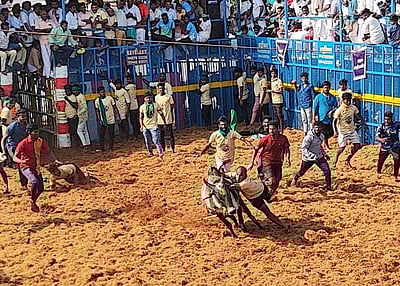 திருநல்லூர் ஜல்லிக்கட்டுப் போட்டி: 10 பேர் காயம்