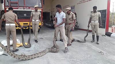பர்கூர் அருகே தீயணைப்புத் துறை வீரர்களிடம் பிடிபட்ட மூன்று மலைப் பாம்புகள் 