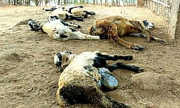 வெம்பக்கோட்டை அருகே தீயில் கருகி ஆடுகள் உயிரிழப்பு