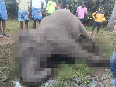 கிருஷ்ணகிரி அருகே மின்சாரம் பாய்ந்து யானை சாவு