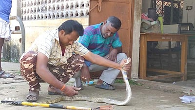 காயப்பட்ட பாம்புக்கு சீர்காழி கால்நடை மருத்துவமனையில் சிகிச்சை; மக்கள் அதிர்ச்சி