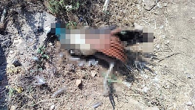 வாழப்பாடி அருகே ரயிலில் அடிபட்டு இரு மயில்கள் பலி: கிராம மக்கள் சோகம்