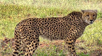 தென்னாப்பிரிக்காவில் இருந்து 12 சிவிங்கிப் புலிகள் இந்தியா வருகை!