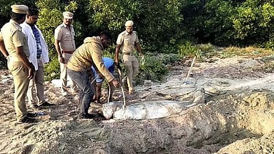 தூத்துக்குடி கடற்கரையில் இறந்த நிலையில் கரை ஒதுங்கிய கடல் பசு!