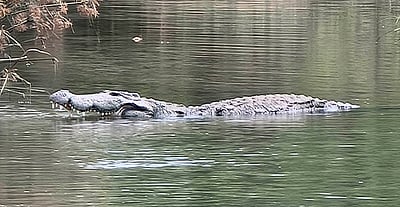 முதலைகள் சுற்றித் திரியும் ஆற்றில் மகனை வீசிய தாய் கைது!