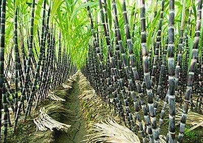 சென்னையில் 500-க்கும் மேற்பட்ட கரும்பு விவசாயிகள் கைது!