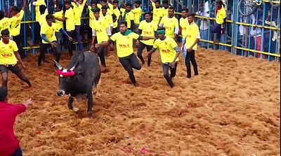 ஆலத்தூர் ஜல்லிக்கட்டு: களத்தில் நின்று விளையாடிய முன்னாள் அமைச்சரின் காளைகள்