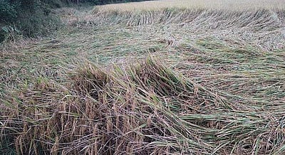 நாகையில் தொடர் மழை: 20,000 ஏக்கரில் சம்பா பயிர்கள் சேதம்!