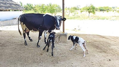 புதுக்கோட்டையில் அரிதான நிகழ்வு: ஒரே நேரத்தில் இரண்டு கன்றுகளை ஈன்ற பசு!