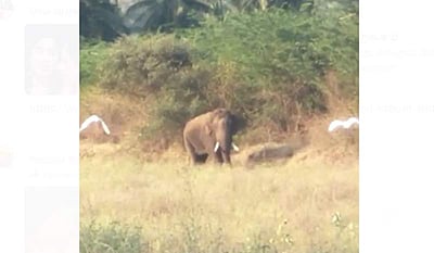 கோவை அருகே காட்டு யானை அட்டகாசம்: காட்டுக்குள் விரட்ட முயற்சி