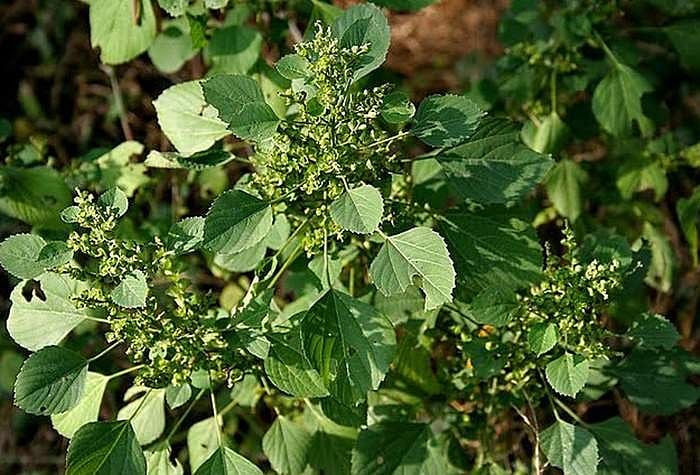 சுகம் தரும் சித்த மருத்துவம்: பவுத்திர நோய்க்கு தீர்வு தருமா ‘அரிமஞ்சரி’...? 