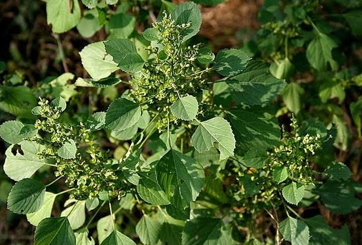 சுகம் தரும் சித்த மருத்துவம்: பவுத்திர நோய்க்கு தீர்வு தருமா ‘அரிமஞ்சரி’...?