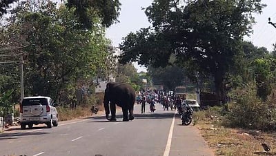 கோவை: ஊருக்குள் புகுந்த யானையால் பரபரப்பு!