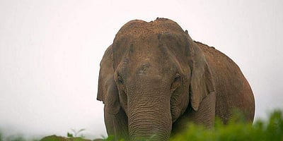 ஜார்க்கண்டில் சிங்கிளாக சுற்றும் யானையால் பதற்றம்: 144 தடை உத்தரவு!