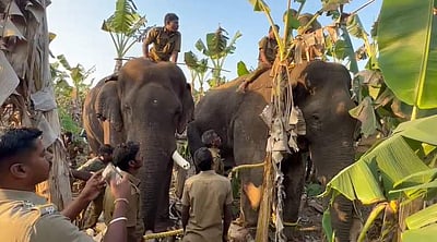 மயக்க ஊசி செலுத்தி பிடிக்கப்பட்டது மக்னா யானை