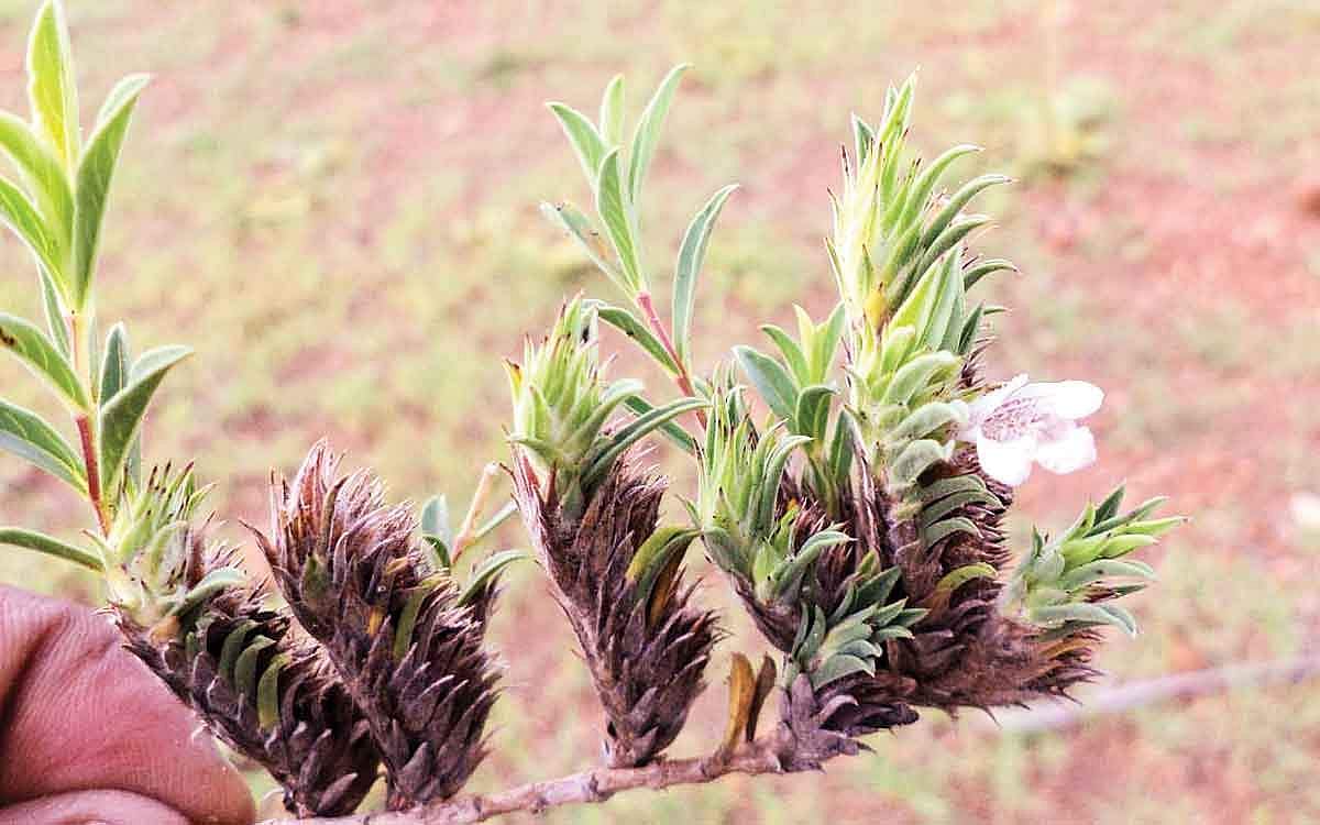 இரு பூக்கும் தாவரங்கள் கண்டுபிடிப்பு