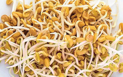 சர்க்கரை கட்டுப்பட முளைகட்டிய வெந்தயம் சாப்பிடுங்க..!