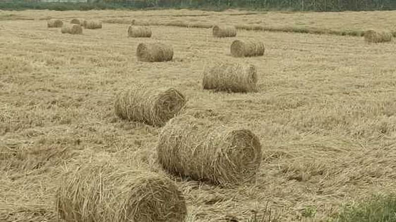 Rising Straw Price