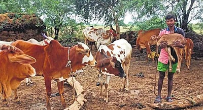 இந்த கிராமத்தில் பால் விற்பனைக்குத் தடை! ஏன் தெரியுமா?