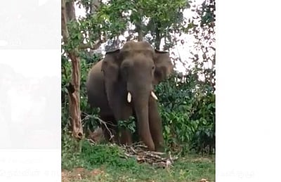 கூடலூர் பகுதியில் வீடுகளைச் சுற்றி வலம்வரும் காட்டு யானைகளால் பரபரப்பு