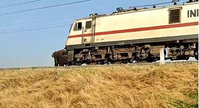 மக்னா யானை ரயிலில் அடிபடாமல் நூலிழையில் உயிர்தப்பியது எப்படி? 