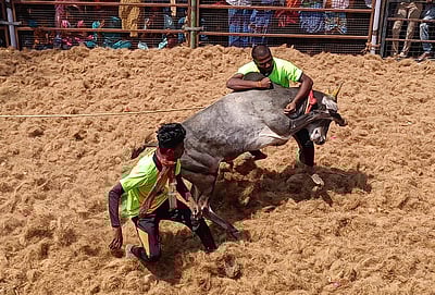 திருச்சி ஆ.கலிங்கப்பட்டியில்  ஜல்லிக்கட்டு!