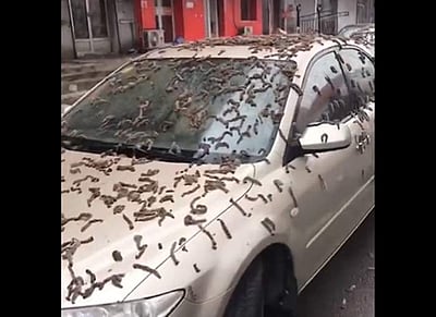 ‘புழு மழை’யால் தத்தளித்த சீனா? சமூக வலைத்தளங்களில் வைரலாகும் விடியோ!