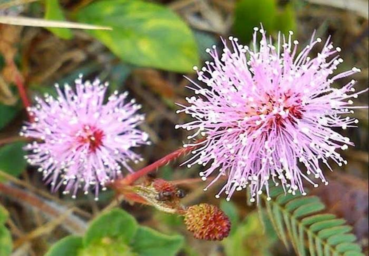 சுகம் தரும் சித்த மருத்துவம்: சிறுநீர் அடங்காமை உபாதைக்கு தீர்வு தருமா ‘தொட்டால்வாடி’..?