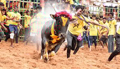 ஜல்லிக்கட்டு வழிகாட்டு நெறிமுறைகள் வெளியீடு!