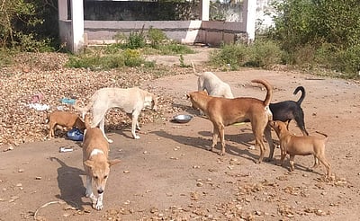 தெருநாய்களுக்கு உணவளிக்கும் தனியார் நிறுவன ஊழியர்!