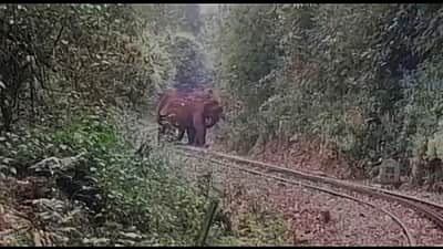 உதகை மலை ரயில் பாதையில் யானைகள்