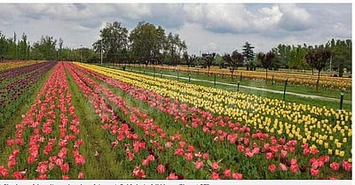 ஆசியாவின் மிகப்பெரிய துலீப் தோட்டம் தயார்