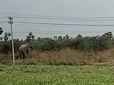 தருமபுரி அருகே மின்சாரம் பாய்ந்து யானை பலி!