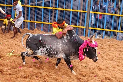 குளத்தூராம்பட்டி ஜல்லிக்கட்டு: 700 காளைகள், 300 காளையர்கள் பங்கேற்பு