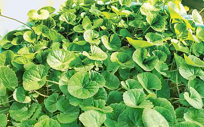 ஆயுள் காக்கும் ஆயுர்வேதம்: வல்லாரை கீரையின் மகிமைகள்..!