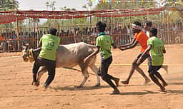 சிவகங்கை அருகே வடமாடு மஞ்சுவிரட்டு