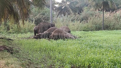 தருமபுரி அருகே மின்வேலியில் சிக்கி மூன்று யானைகள் பலி
