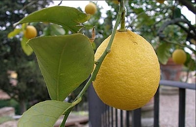 சுகம் தரும் சித்த மருத்துவம்: வெய்யில் கால பித்த நோய்களில் இருந்து காக்குமா ‘மஞ்சள் பழம்’...? 