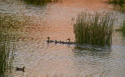 அபாய கட்டத்தில் நிலத்தடி நீர்மட்டம்: அதிகாரிகள் சொல்வதைக் கேளுங்கள்!