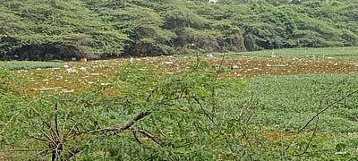 கூவம் ஆற்றில் குப்பைக் கழிவுகள்: சுற்றுச்சூழல் பாதிக்கும் அபயாம்!