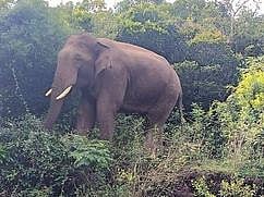 கிணற்றுக்குள் விழுந்து இறந்த காட்டு யானை, கிராம மக்கள் போராட்டம்