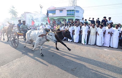 பேராவூரணியில் மாட்டுவண்டி, குதிரை வண்டி எல்கைப் பந்தயம்