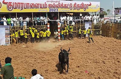 குமாரபாளையம் ஜல்லிக்கட்டு: 700 காளைகள், 400 வீரர்கள் பங்கேற்பு