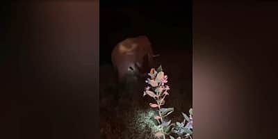 ஆலங்காயம் அருகே மலை கிராமத்தில் காயத்துடன் சுற்றித் திரியும் காட்டு யானை