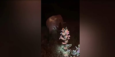 ஆலங்காயம் அருகே மலை கிராமத்தில் காயத்துடன் சுற்றித் திரியும் காட்டு யானை