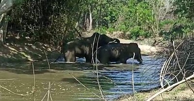 கோடை வெயில்: ஆசனூர் வனப்பகுதியில் வறண்டு காணப்படும் குளம், குட்டைகள்