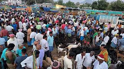 செஞ்சி, வேப்பூா் வாரச் சந்தைகளில் ரூ.7 கோடிக்கு ஆடுகள் விற்பனை