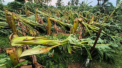 மேட்டுப்பாளையத்தில் சூறாவளி காற்றுடன் பலத்த மழை: 50 ஆயிரம் வாழை மரங்கள் சேதம்